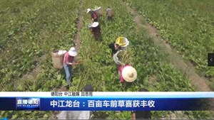 中江龙台：百亩车前草喜获丰收