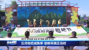 五月枇杷成熟季 尝鲜采摘正当时