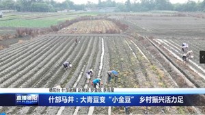 什邡马井：大青豆变“小金豆” 乡村振兴活力足