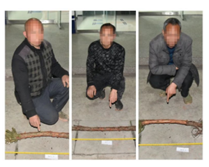 观赏苗木突然“失踪” 旌阳警方迅速出击跨市斩断伸向绿树“黑手”