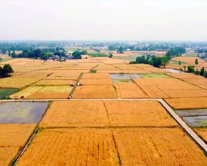 全力服务抢收抢种 夯实粮食安全根基