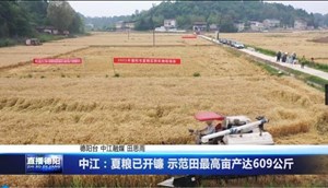 中江：夏粮已开镰 示范田最高亩产达609公斤