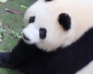 太恶劣！一男子向大熊猫泼水，被终身禁入熊猫基地