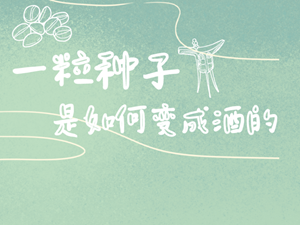 一粒种子是如何变成酒的？今天来揭秘啦~
