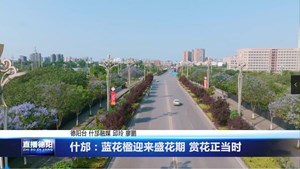 什邡：蓝花楹迎来盛花期 赏花正当时