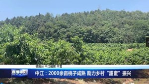 中江：2000余亩桃子成熟 助力乡村“甜蜜”振兴
