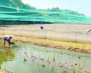 中江：稻蛙共作顶呱呱 生态种养“钱”景大