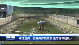 中江玉兴：稻蛙共作顶呱呱 生态种养钱景大