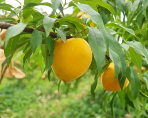 夏日炎炎，黄桃超甜！这份采摘攻略请收好啦！