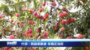 什邡：桃园果飘香 采摘正当时