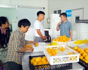 中江：桃园采摘用工难 人大代表来帮忙
