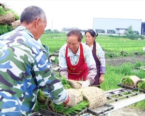 机械化种田 让大春生产“快起来”