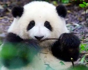 端午期间，看“花花”记得提前订票