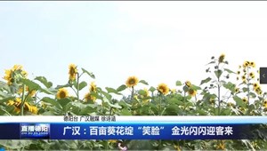 广汉：百亩葵花绽“笑脸” 金光闪闪迎客来