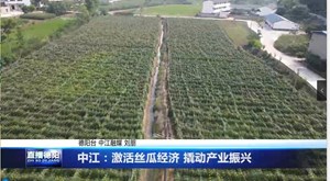 中江：激活丝瓜经济 撬动产业振兴
