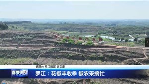 罗江：花椒丰收季 椒农采摘忙
