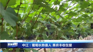 德阳中江：葡萄长势喜人 果农丰收在望