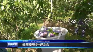 罗江万安：农旅融合 “小李子”成“金果果”