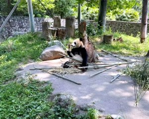 @中高考生 快来免票看大熊猫