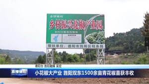小花椒大产业 旌阳双东1500余亩青花椒喜获丰收