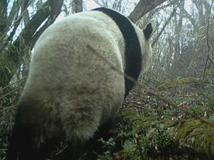 绵竹：野生大熊猫镜头前“卖萌”