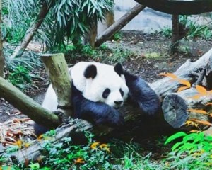 官方通报：贾某某（男，63岁），终身禁入！