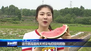 罗江：小西瓜托起村民“甜蜜”致富路