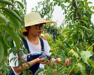 培育特色农产品 铺就振兴致富路