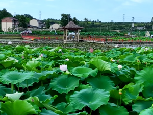 “荷”你一起 “藕”遇德阳！夏日赏荷地图来啦~