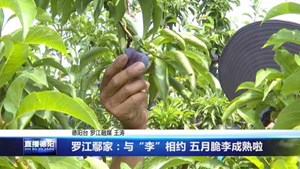 罗江鄢家：与“李”相约 五月脆李成熟啦