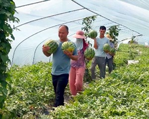 瓜果丰收采摘忙 “甜蜜经济”促增收