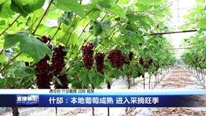 什邡：本地葡萄成熟 进入采摘旺季