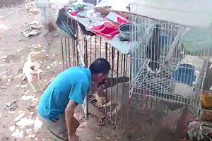 事发德阳！养在小区里的狗丢了！报警后发现，竟然……