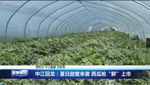 中江回龙：夏日甜蜜来袭 西瓜抢“鲜”上市