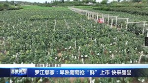 罗江鄢家：早熟葡萄抢“鲜”上市 快来品尝