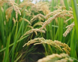 加快农业现代化步伐 夯实“天府粮仓”种业根基