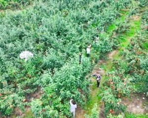 罗江：翠冠梨迎丰收 早熟葡萄抢“鲜”上市