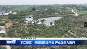 罗江鄢家：翠冠梨喜迎丰收 产业强助力振兴