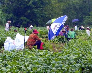 特色产业喜获丰收 搭建平台助农增收