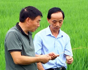农技服务进田间 “对症下药”除隐患