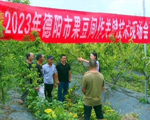 旌阳：科技特派员送“技”于田 送“富”于农
