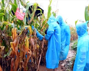 中江：最高亩产828.4公斤 种子“芯片”赋能玉米丰收