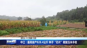 中江：最高亩产828.4公斤 种子“芯片”赋能玉米丰收