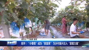 高坪：“小葡萄”成为“致富果” 为乡村振兴注入“甜蜜力量”