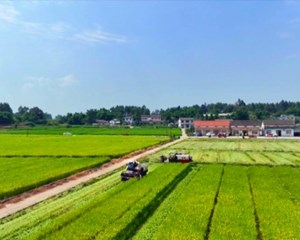 罗江：“订单农业”铺就乡村富民增收路