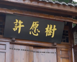 《寻找德阳古树》②