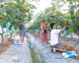 果园奏响“丰收曲” 为乡村振兴注入“甜蜜力量”