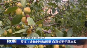 罗江：金秋时节结硕果 白马关枣子获丰收