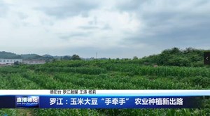 罗江：玉米大豆“手牵手” 农业种植新出路