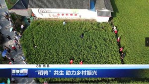 “稻鸭”共生 助力乡村振兴